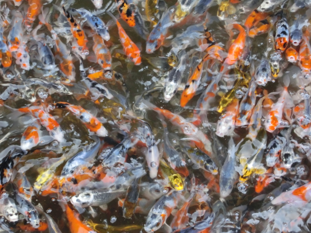 Koi, Shubunkin, Goldschleien, Goldfische, Goldorfen, Rotfedern