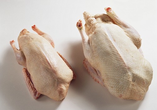 Bauernente aus Freilandhaltung ... 20,00 EUR ... pro Kg.