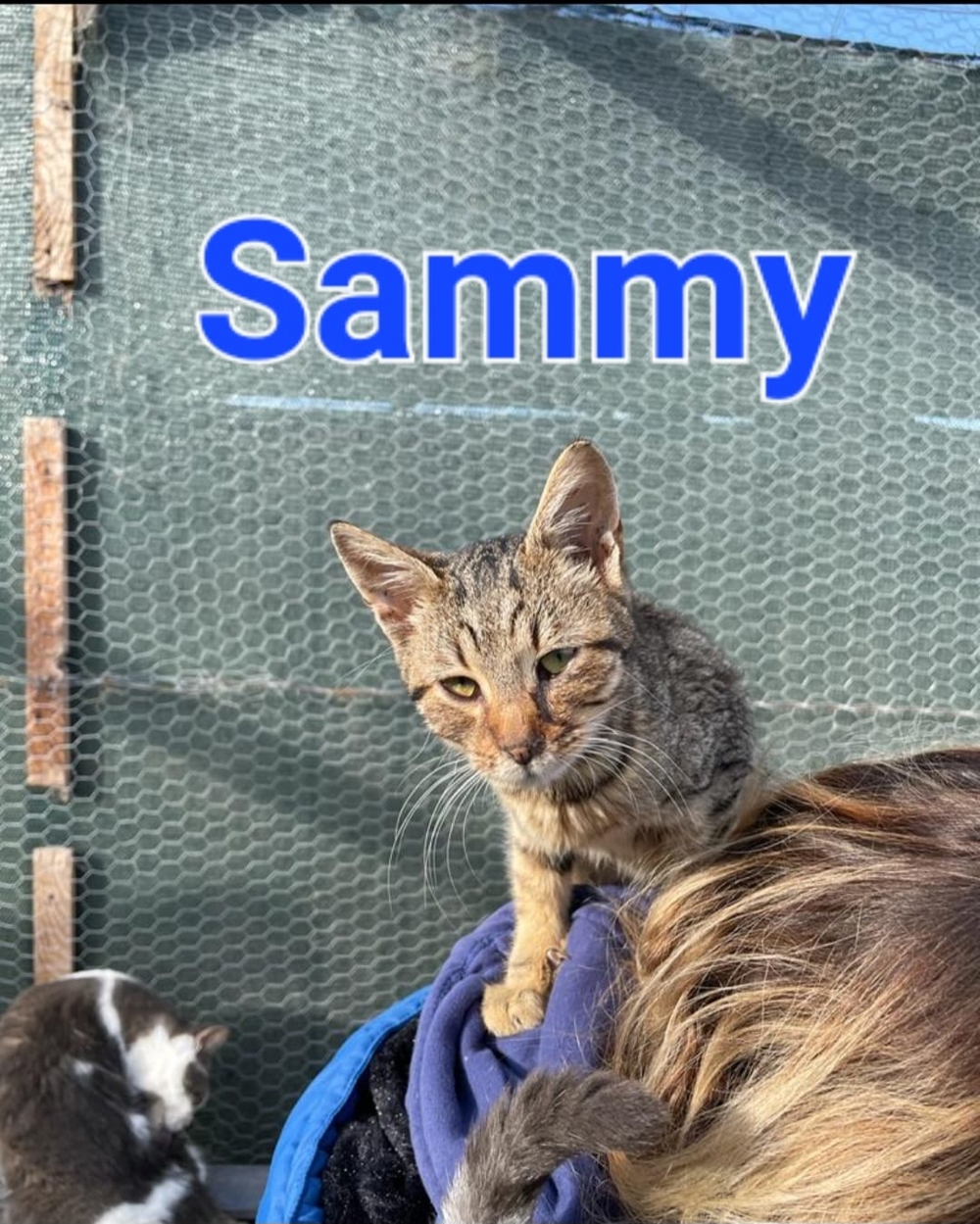 Traumkater Sammy sucht neues Zuhause