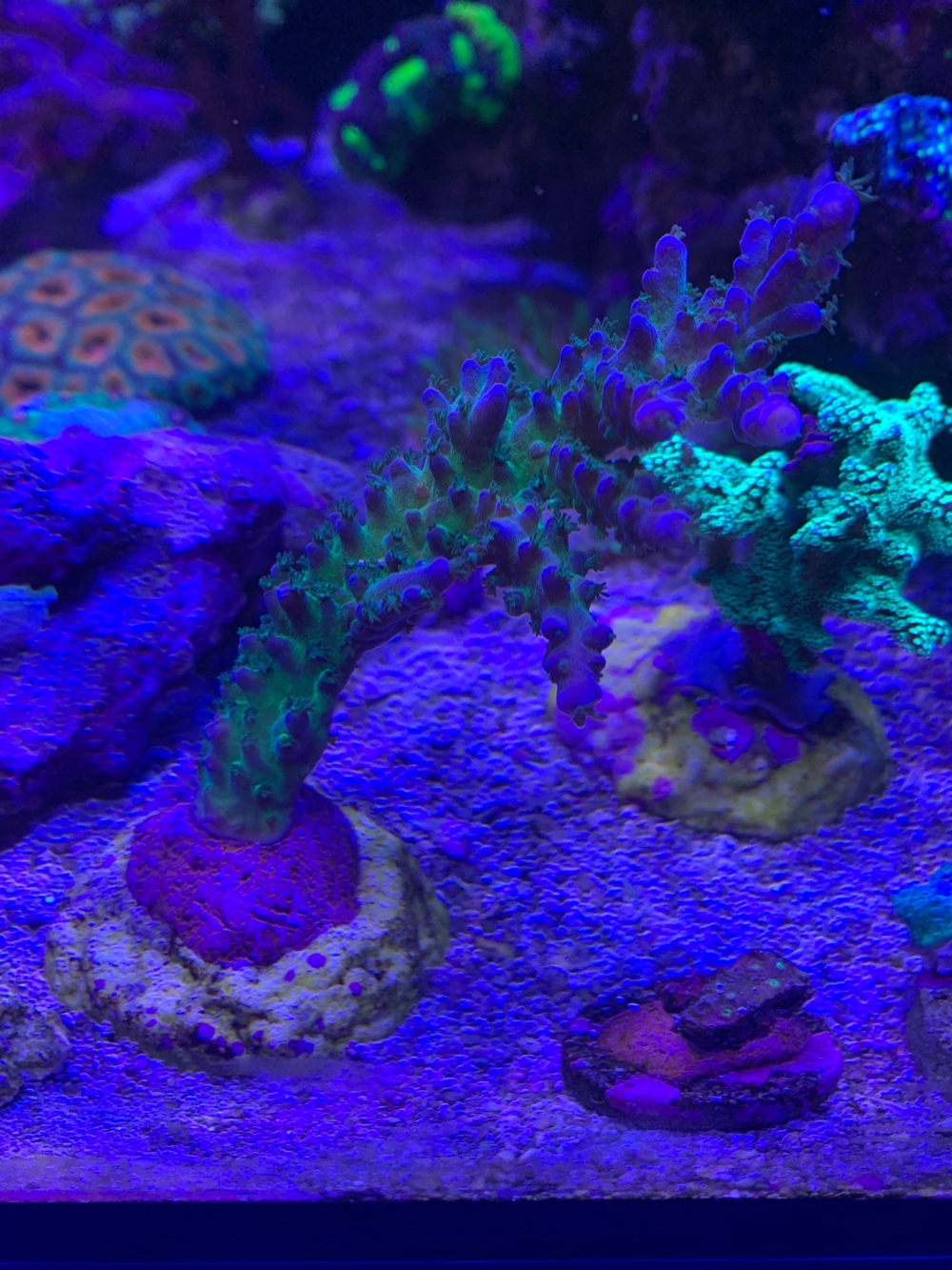 Acropora sp. sps Koralle Ableger