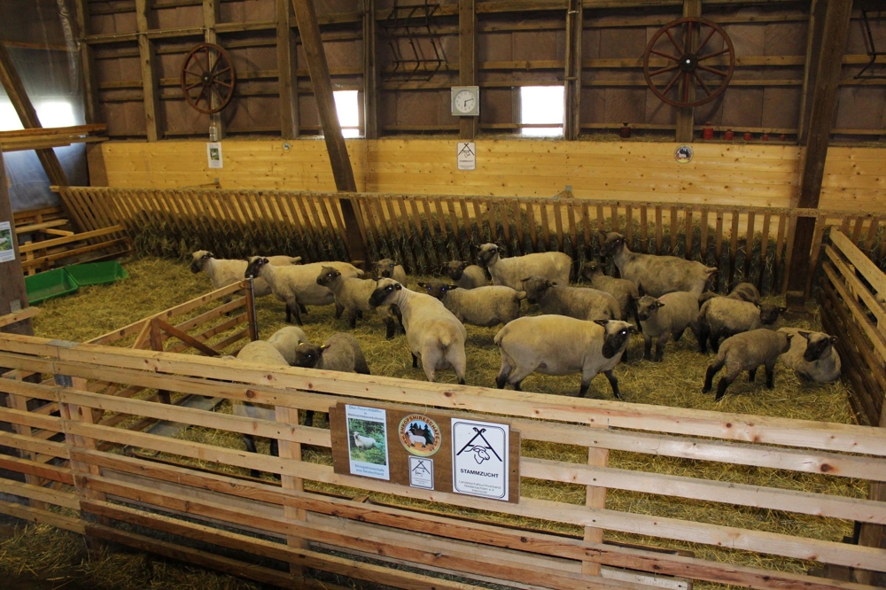 Shropshire Schafe aus Herdbuch - Stammzucht zu verkaufen !