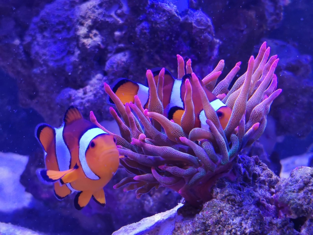 sunburst anemone quadricolor