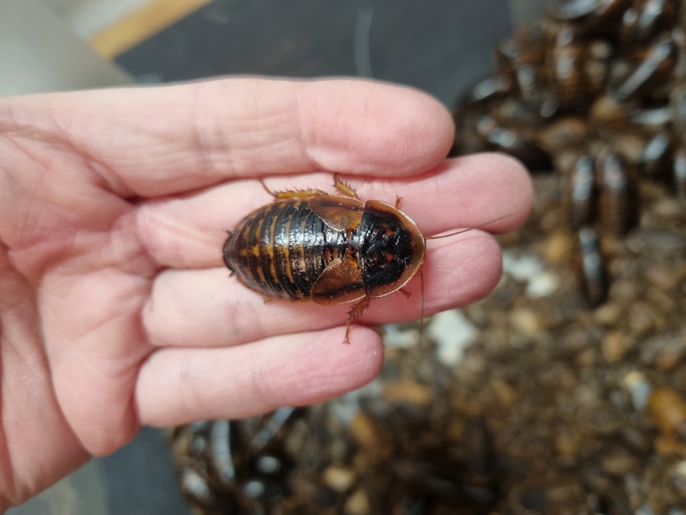 Argentinische Wald Schaben - Blaptica dubia preis wie letztes jahr
