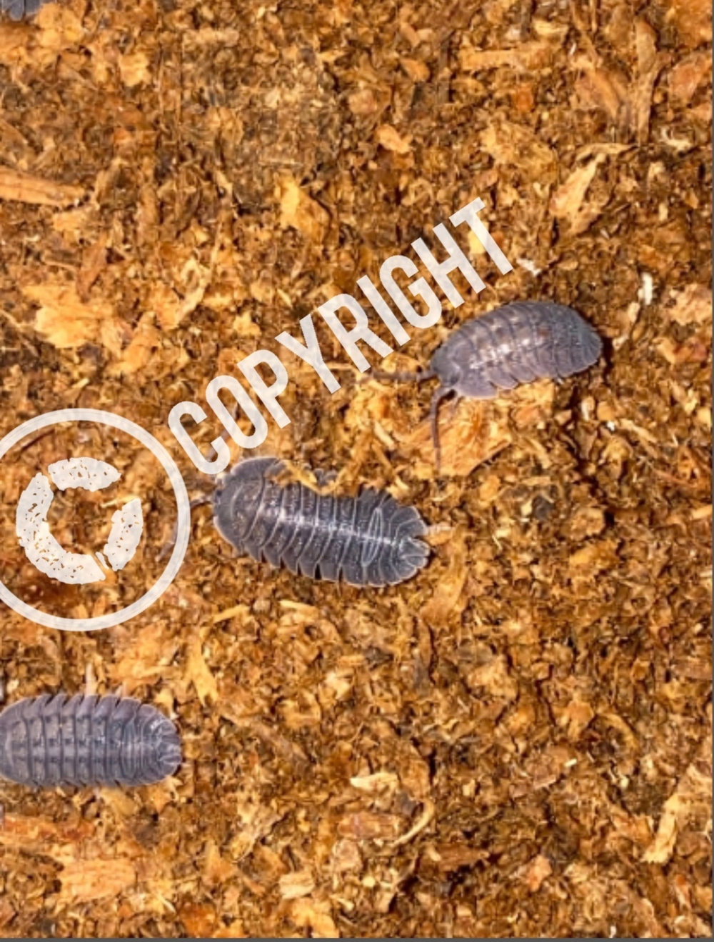 15 Armadillidium peraccae, Assel, Rollassel, Bodenpolizei
