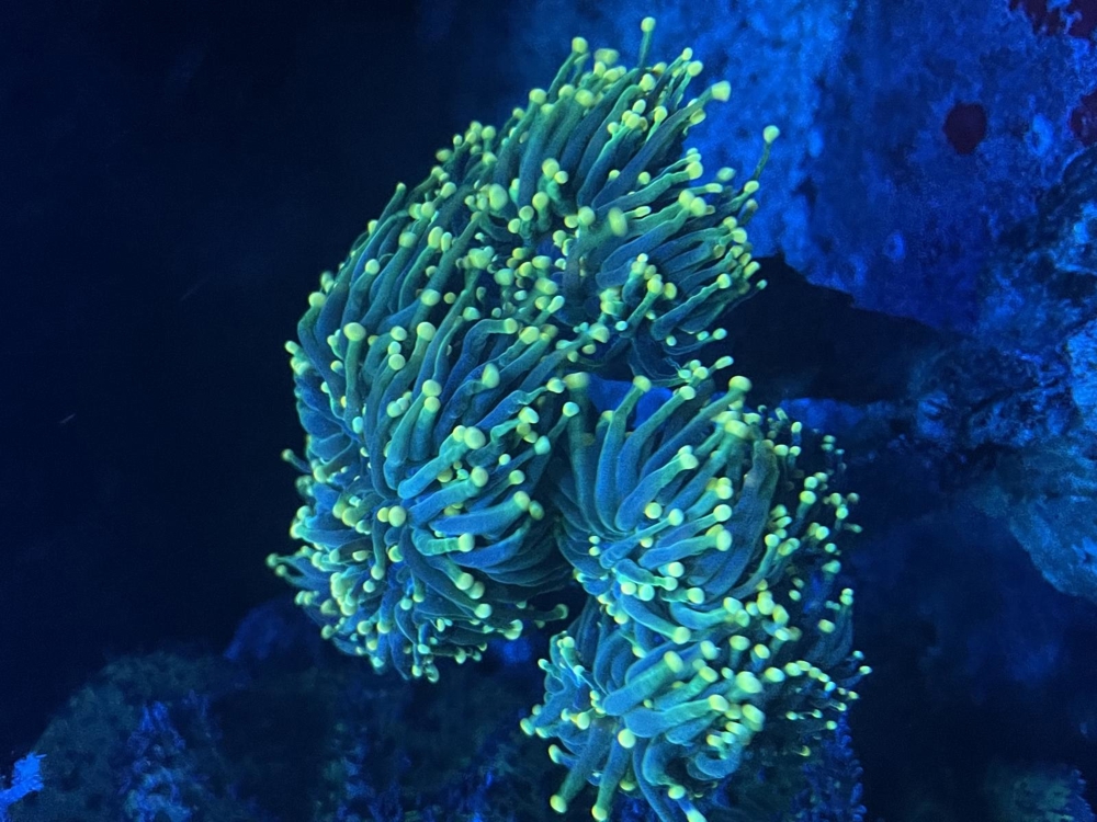 Meerwasser Ableger Korallen Acropora SPS LPS Caulastrea Euphyllia
