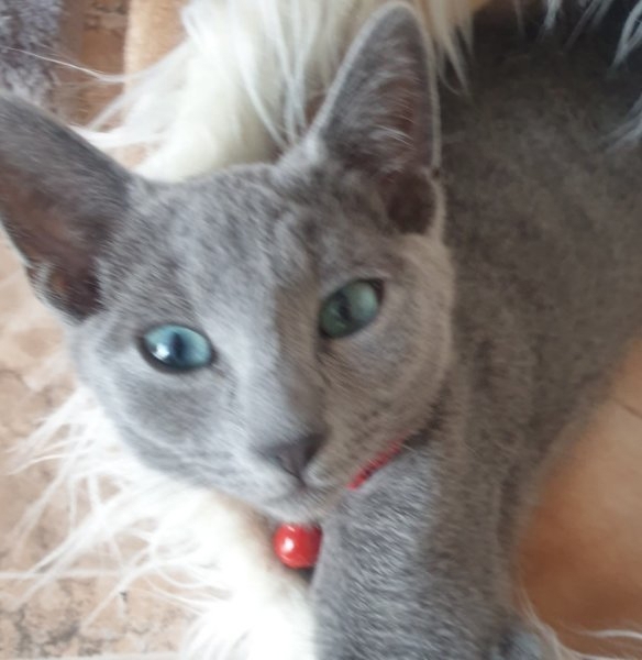 Russisch Blau Kitten mit Stammbaum Russisch Blau Kitten mit Stammbaum