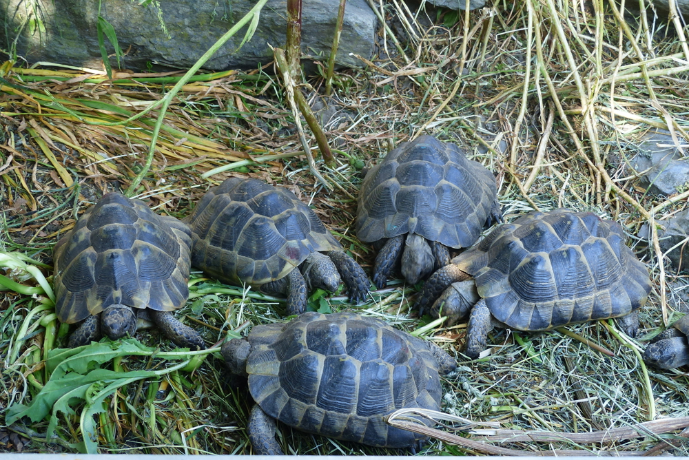 Maurische Landschildkröten, Männchen und Weibchen, geschlechtsreif im Frühjahr zu verkaufen