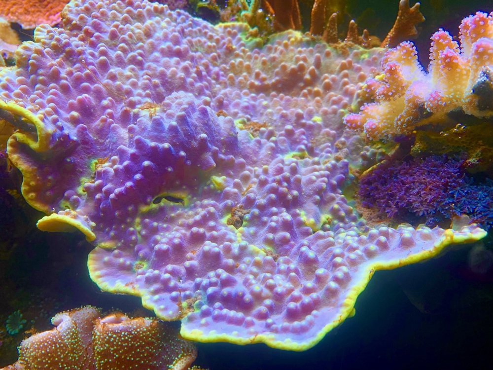 Tubinaria, chalice, Calendrum. Stylophora Fiji pink, Meerwasser Korallen Ableger LPS, SPS, Anfänger