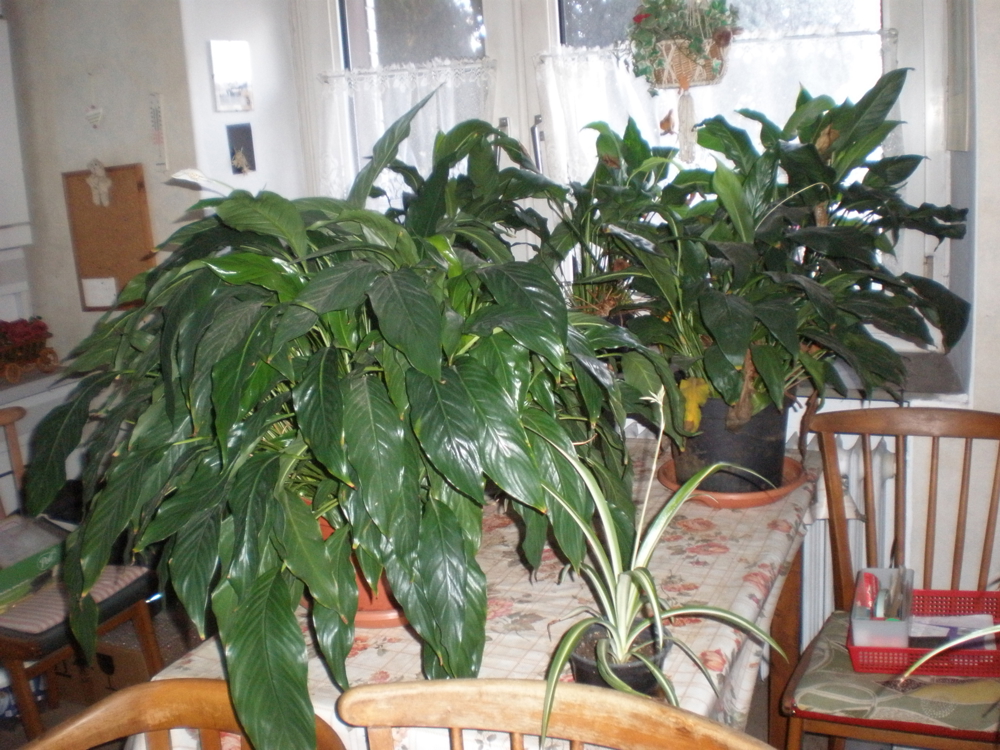 Niedrige Sträucher, Blumen für im Haus, Farne