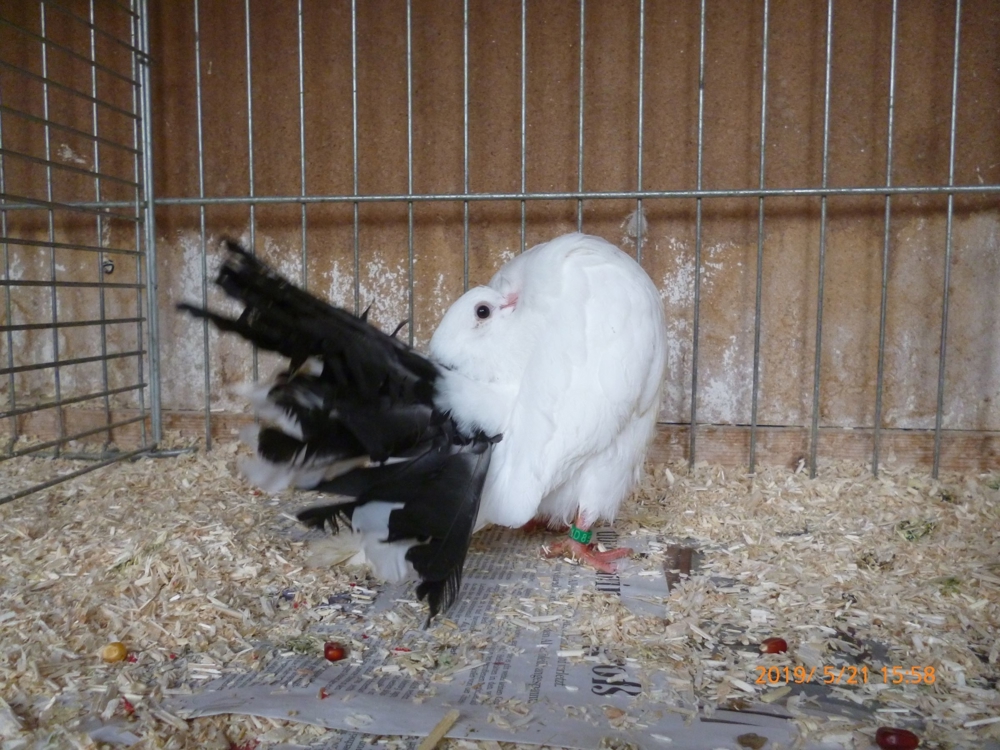 Pfautauben, verschiedene Farben