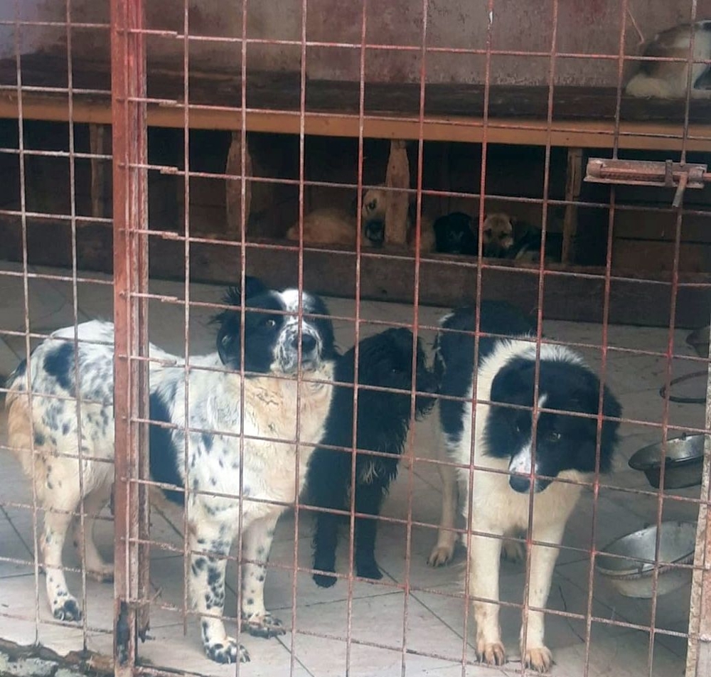 lieber,kastrierter Free im Tötungstierheim in Rumänien, hofft auf Rettung durch tierliebe Menschen