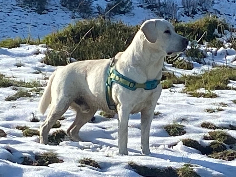 Deckrüde Labrador, weiß, mit ZZL