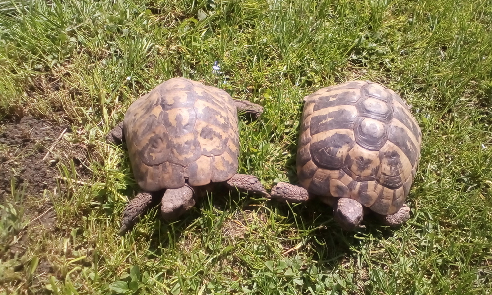 Griechische Landschildkröten Zuchtpaar