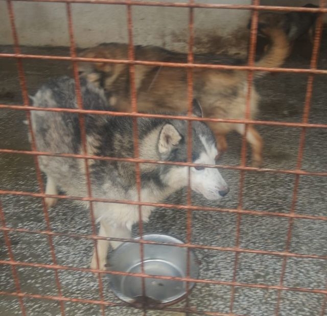 lieber,kastrierter Husky aus dem Tötungstierheim, hofft auf Rettung durch tierliebe Menschen