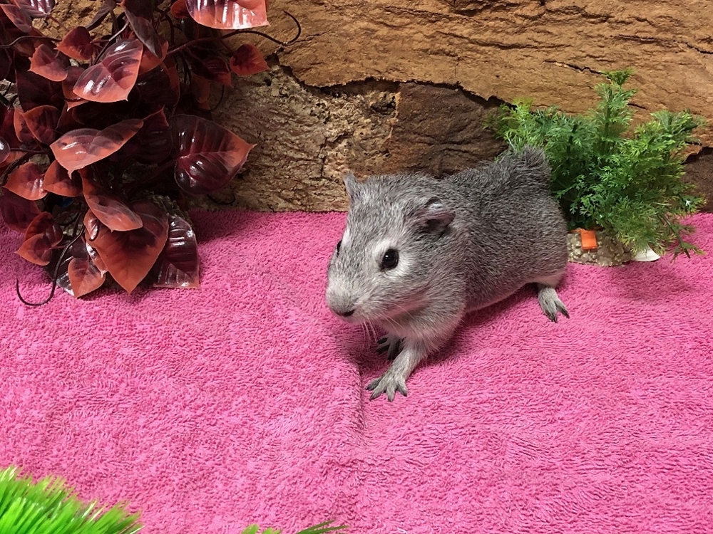 Süße Meerschweinchen aus eigener Nachzucht suchen ein Zuhause