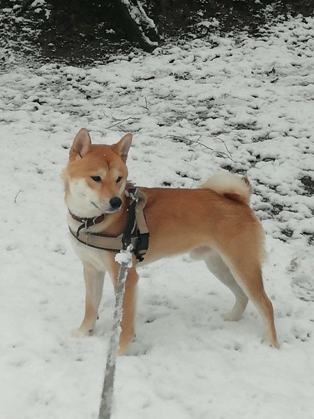 Deckrüde Shiba Inu (nicht zu verkaufen)