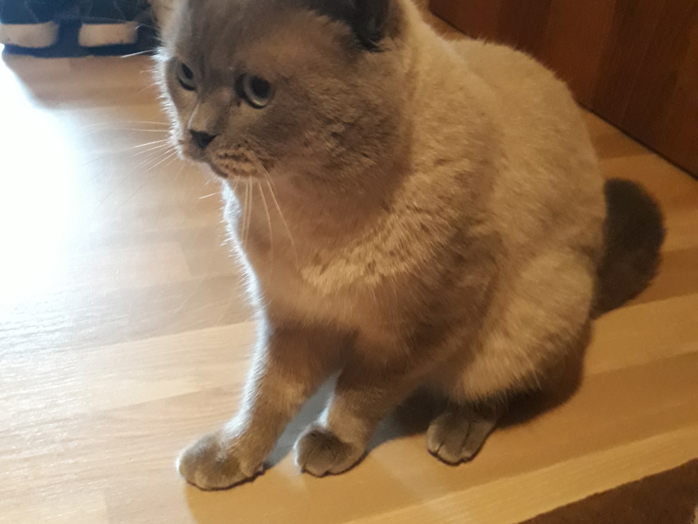 BKH Deckkater Color Point