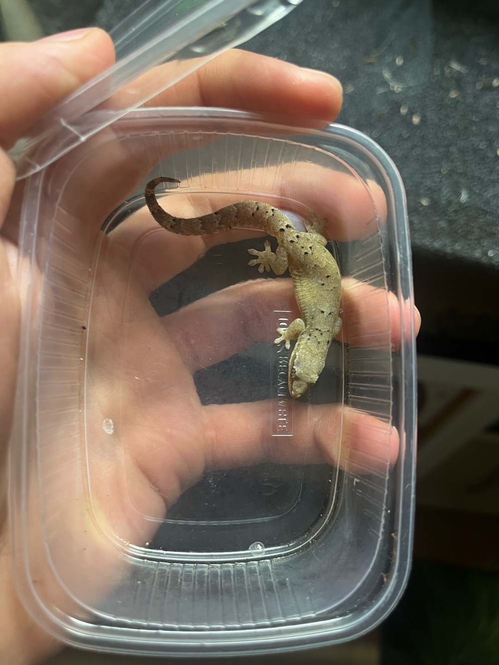 Adulte & Kleine Jungferngeckos / Lepidodactylus lugubris in gute Hände abzugeben