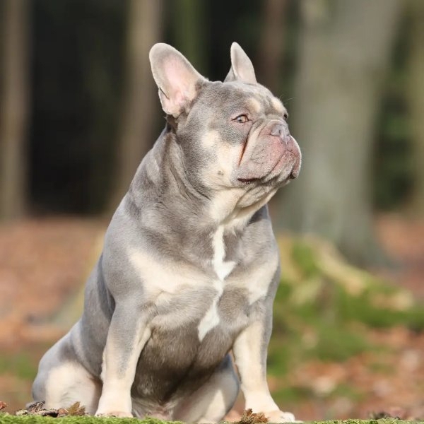 Französische Bulldogge Deckrüde