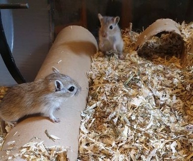 Gerbil, Rennmäuse, Renner