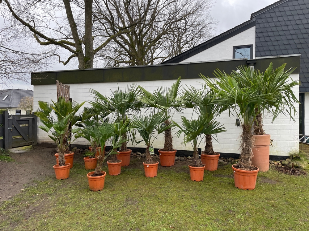 Wunderschöne winterharte Palmen (trachycarpus fortunei) für den Außenbereich