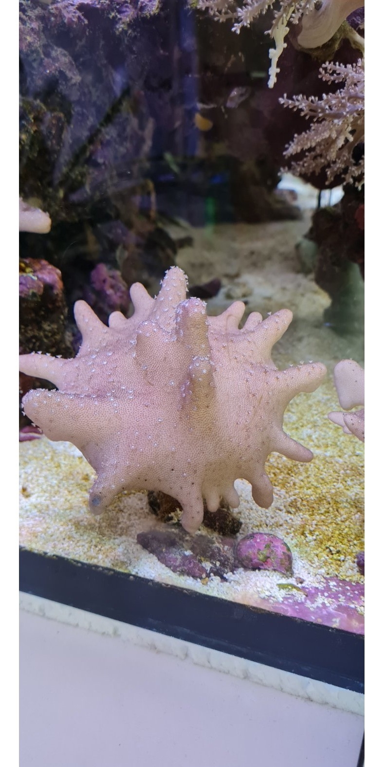 Finger Leder Koralle Meerwasser 