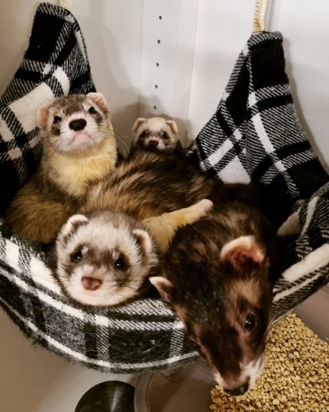 Frettchen Schnupperbesuch  Beratung