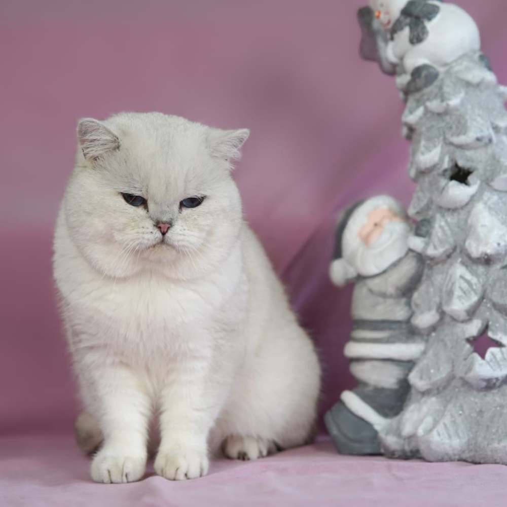 Bkh Deckkater World Champion