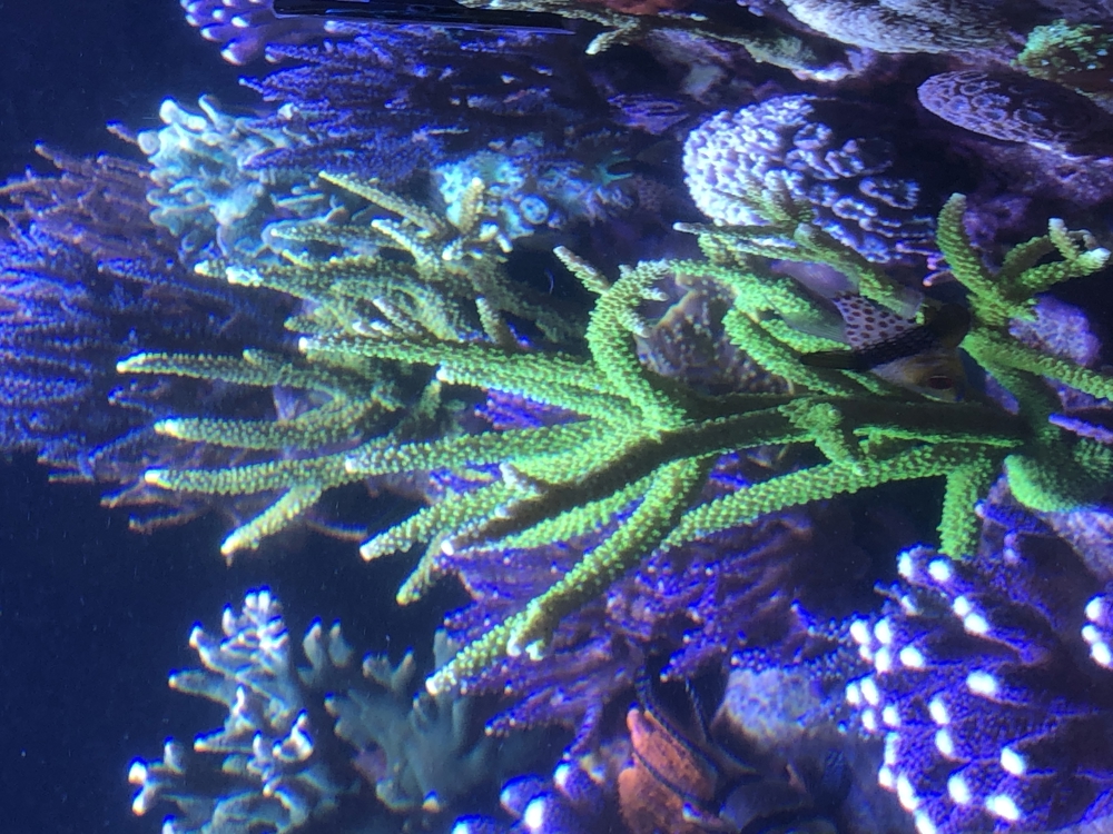 Verschiedene Korallenableger