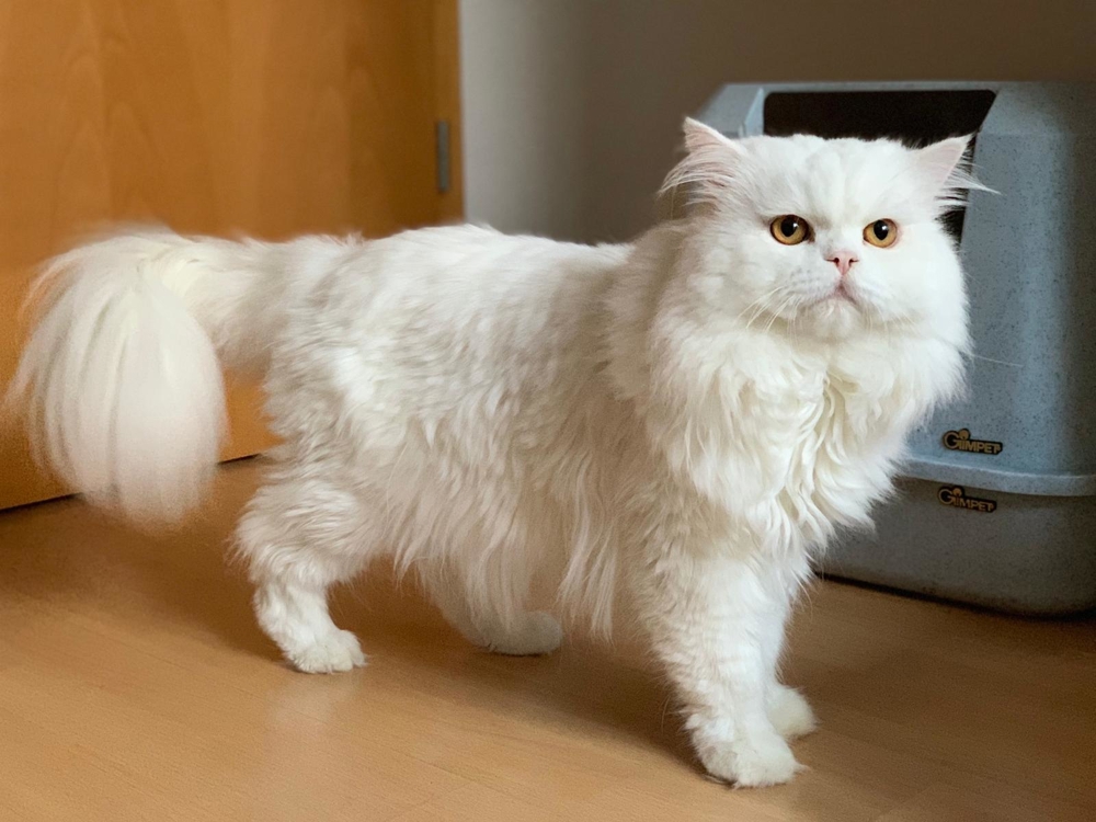 Wunderschöner Perser Deckkater