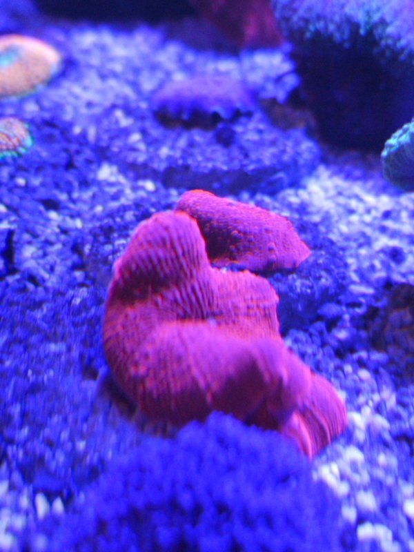 Scheiben Anemone Neonrot Meerwasser