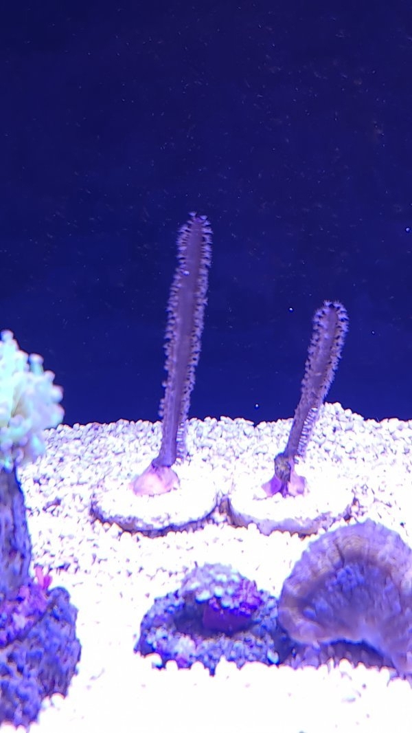 Gorgonie (Pterogorgia anceps) Meerwasser 