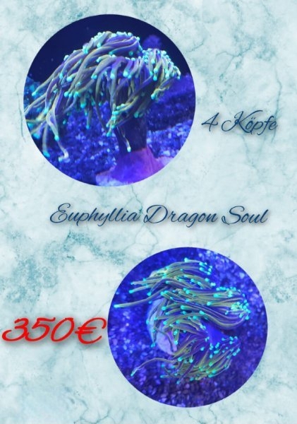 Euphyllia Dragon Soul Meerwasser Ableger 
