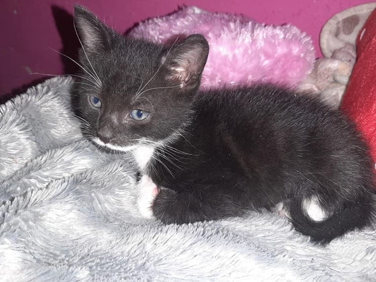 Kitten suchen ein liebevolle zu Hause schwarz/weiß u. Tigerkatze , kastriert, in Gute Hände zu geben