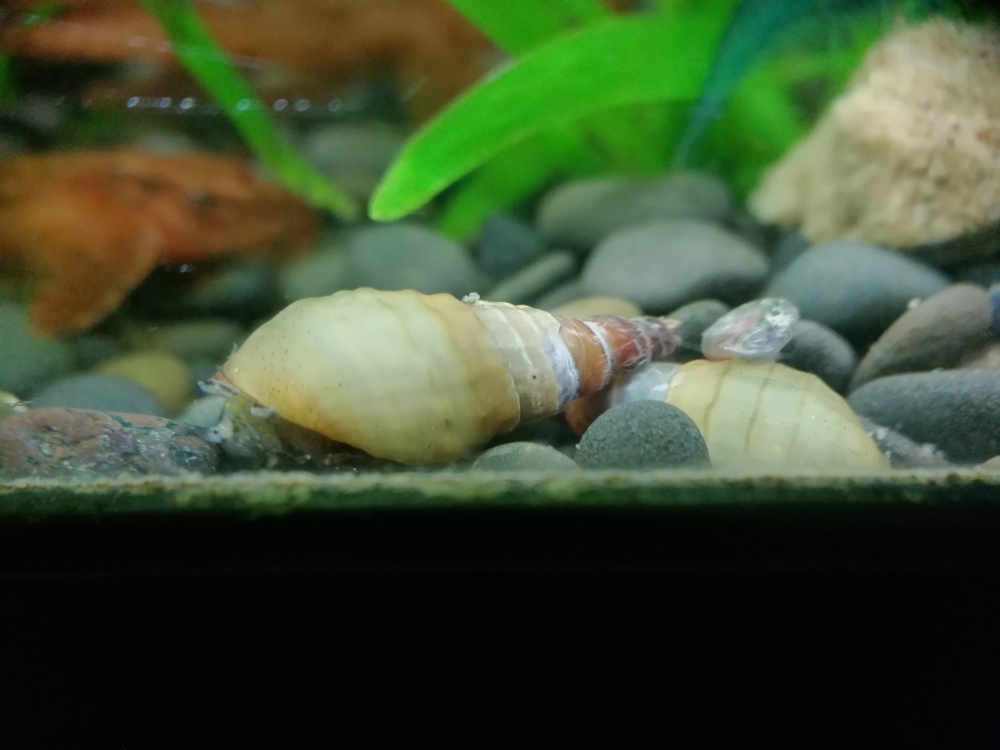 RARITÄT! Spiky Turmdeckelschnecke (Tarebia lineata) DNZ 4 Stück = 1EUR