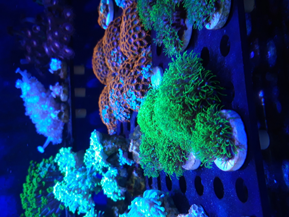 Korallen Ableger SPS LPS Zoanthus