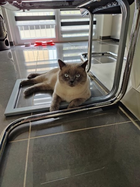 BKH Blue Point  Deckkater