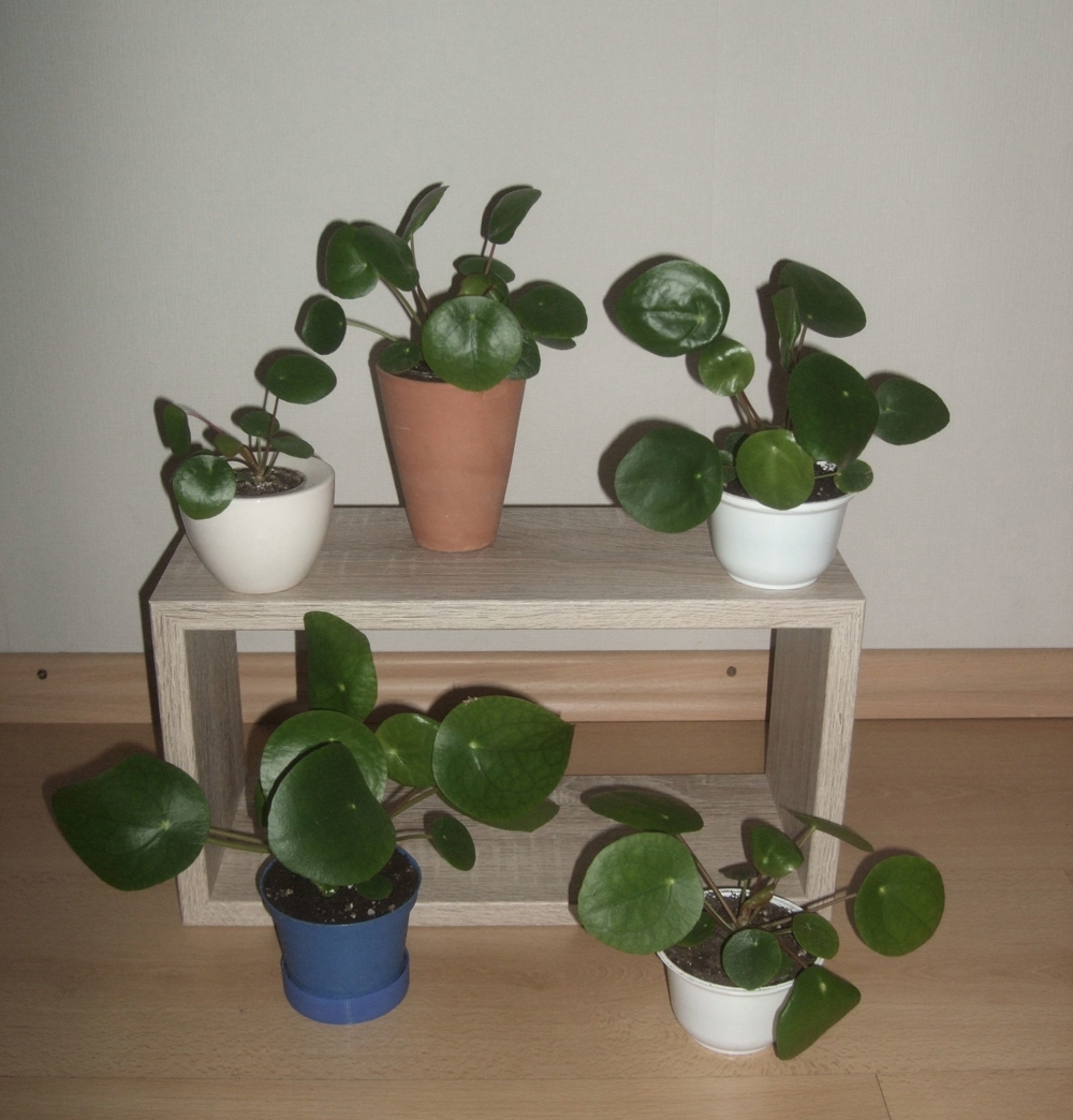 Ufopflanze Pilea peperomioides, Glückstaler Bauchnabelpflanze in