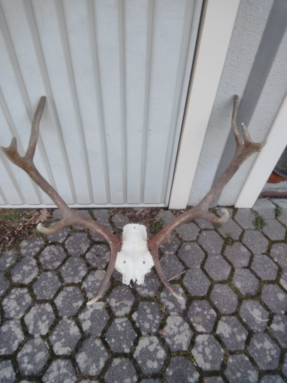 Hirschgeweih 8 Ender 35 EUR 