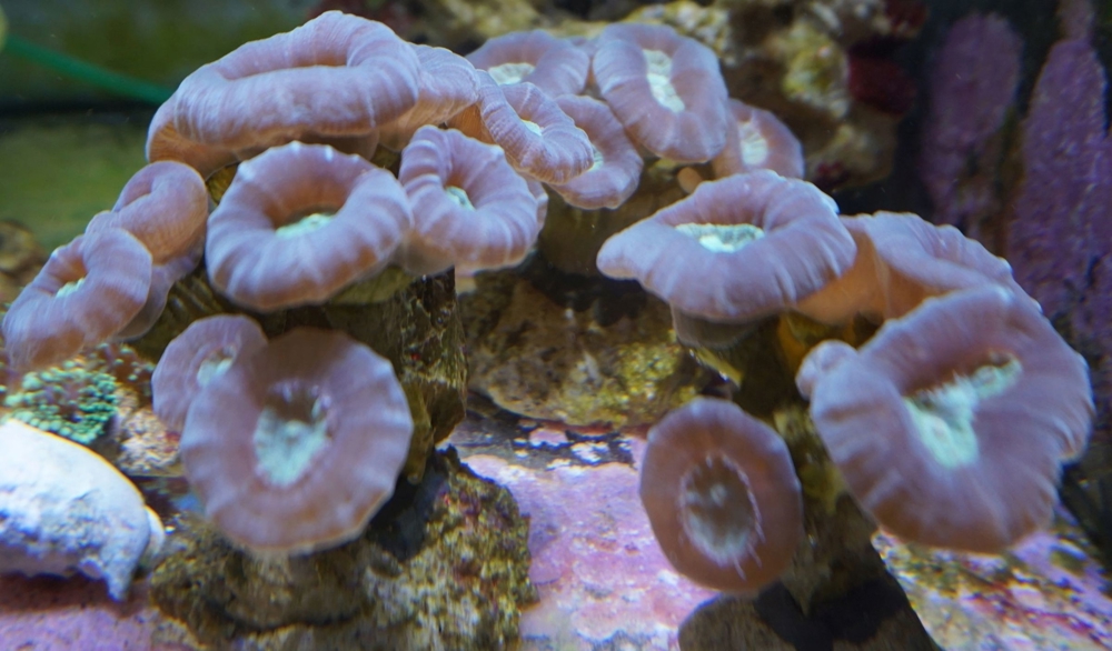 Caulastrea Connata LPS Koralle   Meerwasser   Mössingen