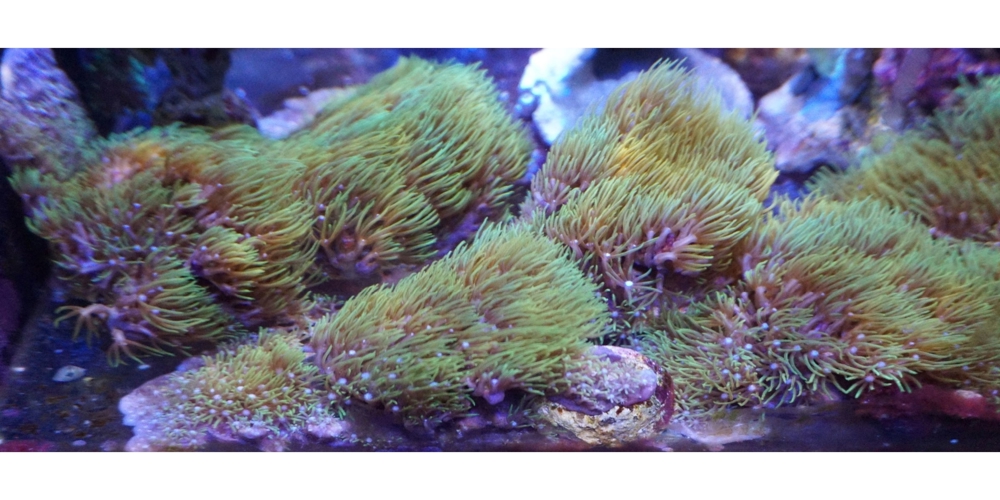 Erythropodium caribaeo "Affenhaar" SPS Koralle / Meerwasser / Mössingen