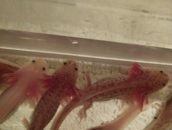 Axolotl Copper und Weißlinge 