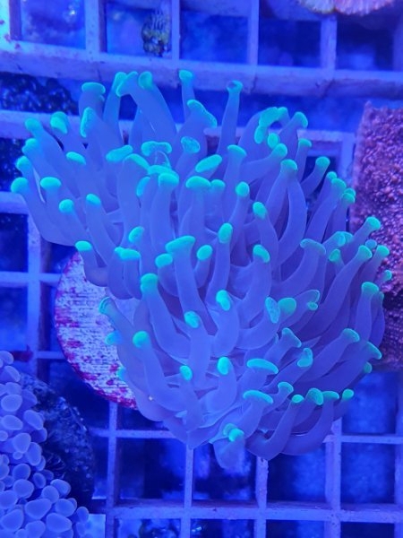 Meerwasser Korallen Ableger - Euphyllia 