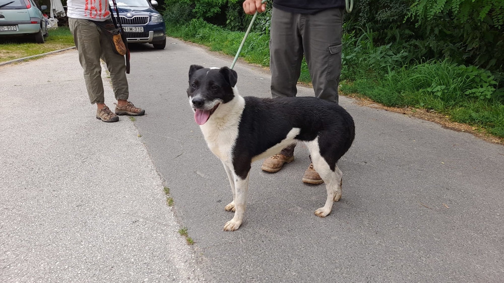 Gömbi, z.Zt. in Ungarn, Rüde, schwarz weiß, 