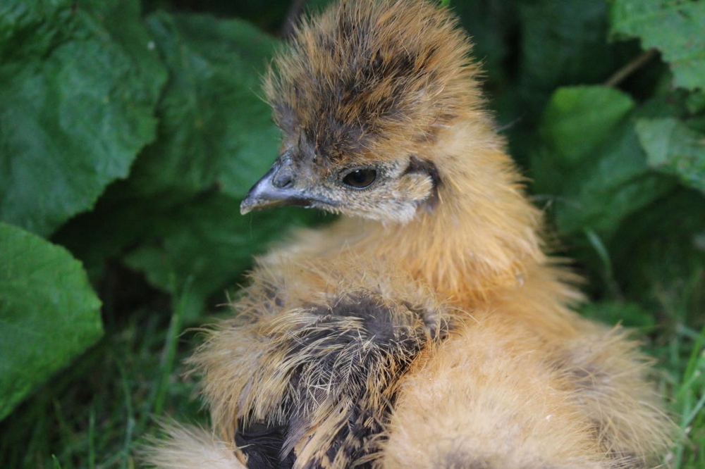 Zwergseidenhühner Huhn HENNEN Zwergseidis Weiblich