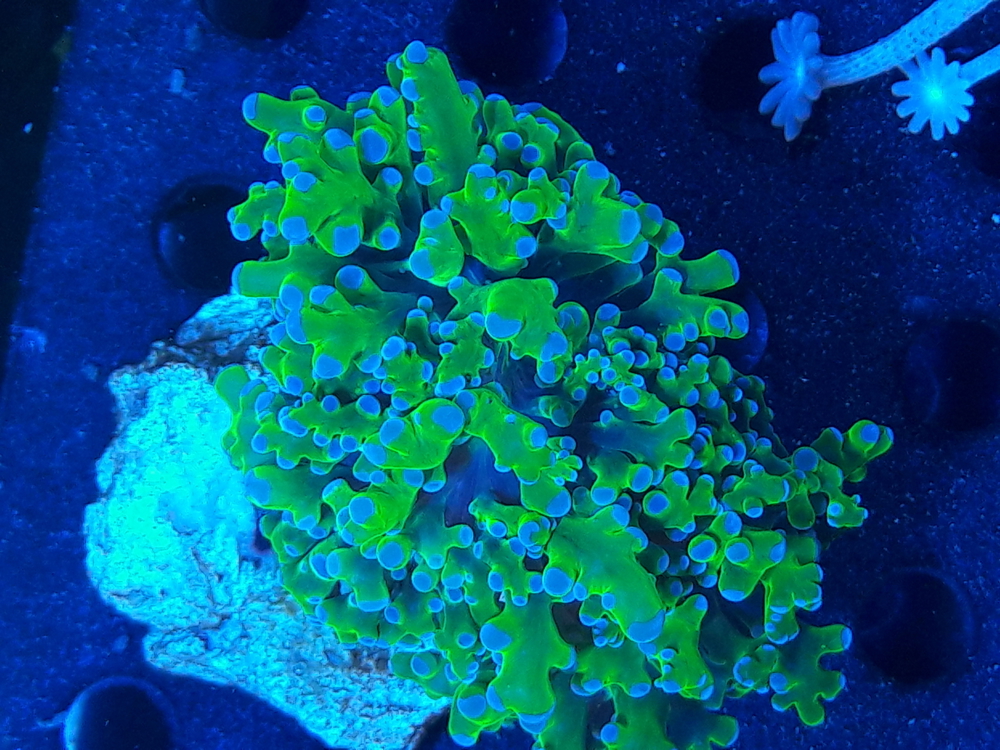 Korallen Ableger SPS LPS Zoanthus 