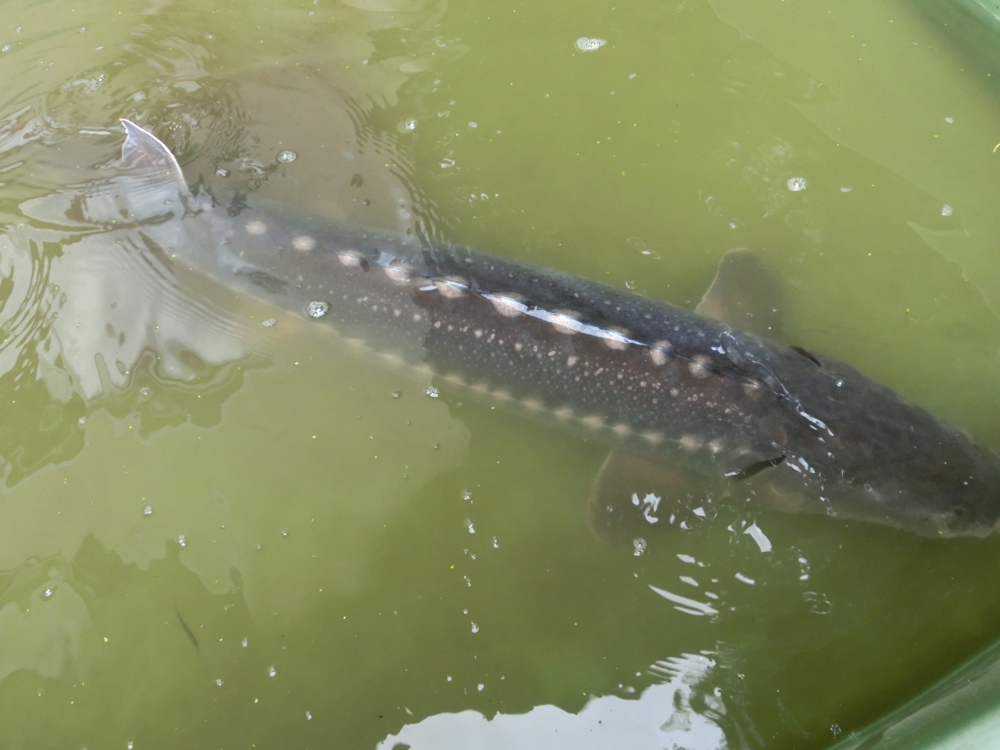 XXL Störe mit 180 cm