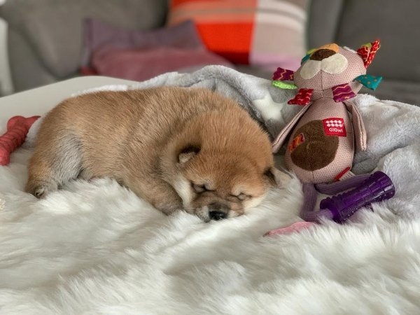 Wurfankündigung - Mai 2026 - Reinrassige Shiba - Inu Welpen! Langjährige Shiba-Liebe!