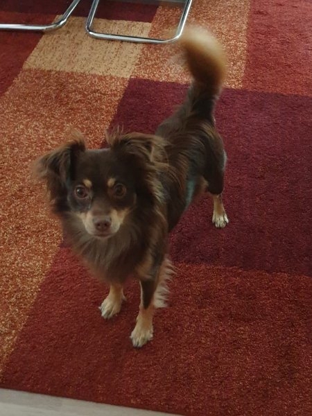 Deckrüde KEIN Verkauf