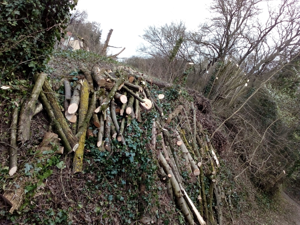 Herbst Winter 2025, Winter Frühjahr 2026: Baumfällungen sowie Baumeinkürzungen Großraum Heidelberg
